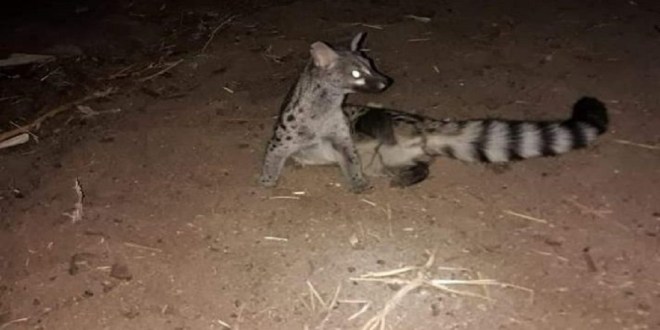 بالصور..هلع بجماعة اصعادلا بعد ظهور حيوان غريب ومفترس كياكل الدجاج والحمام