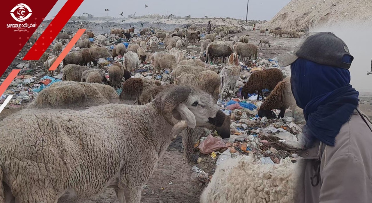 فيديو : مشهد غادي يصدم المغاربة… الكسابة طالقين الغنم وسط الزبالة في ظل غياب التساقطات و دعم الفلاحيين